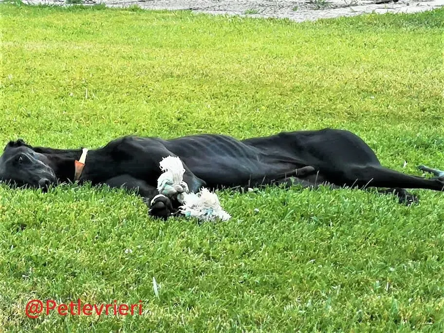 Pablo adozione levrieri galgo 52 1