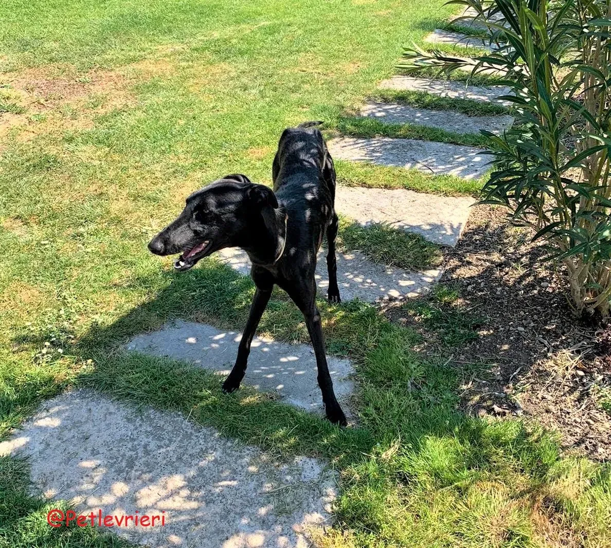 Pablo adozione levrieri galgo 52