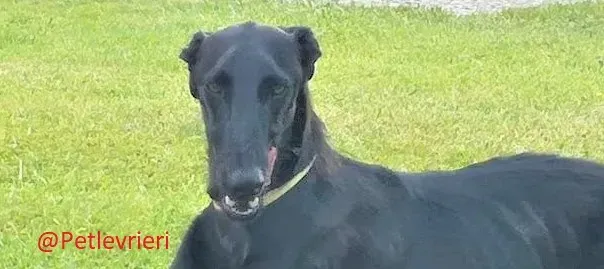 Pablo adozione levrieri galgo 53 1