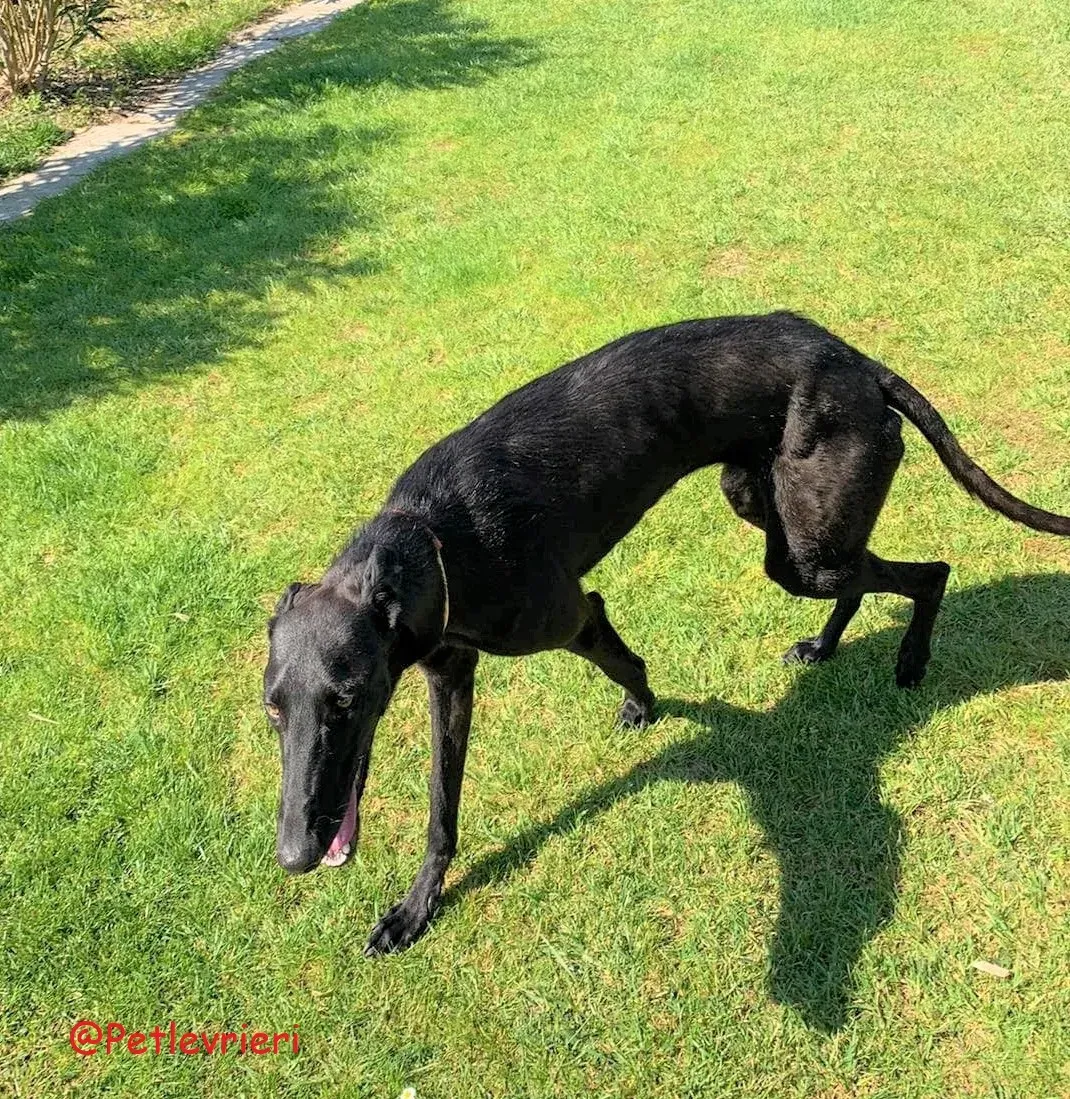 Pablo adozione levrieri galgo 53