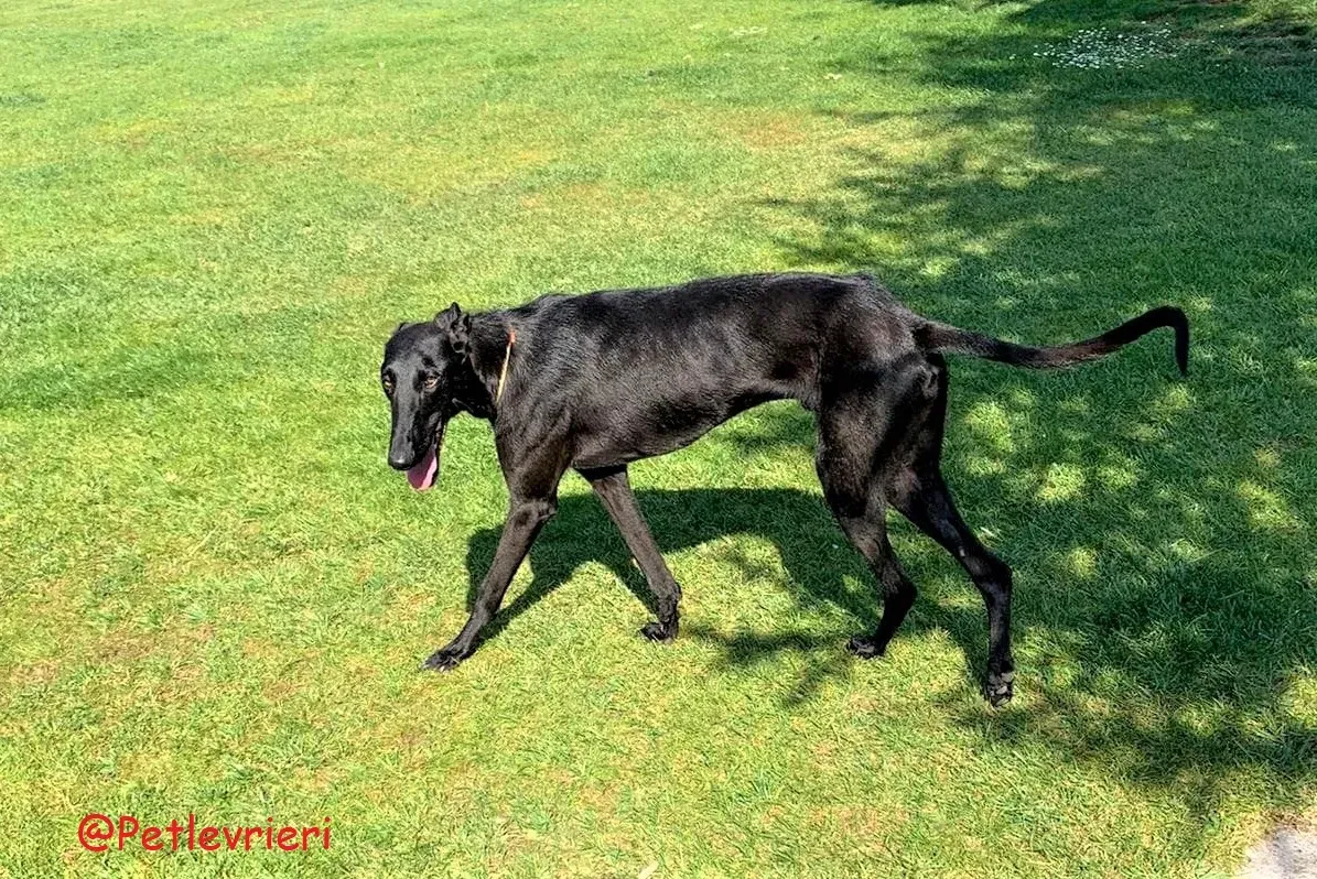 Pablo adozione levrieri galgo 54