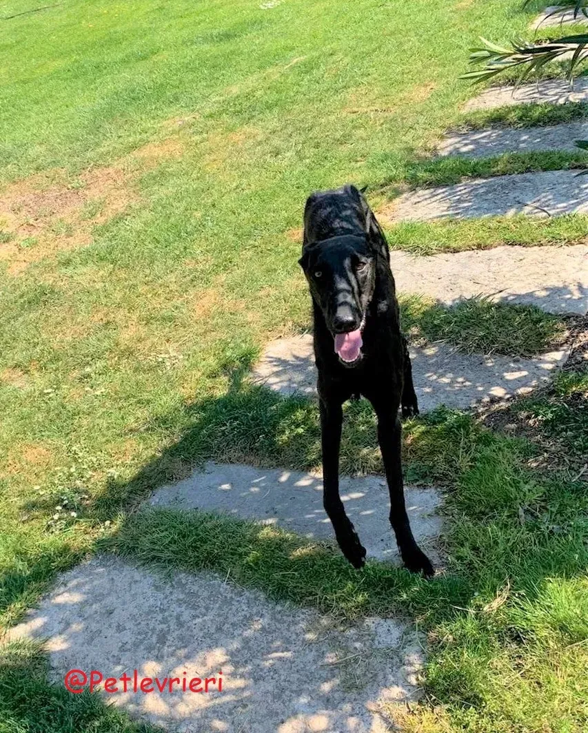 Pablo adozione levrieri galgo 55