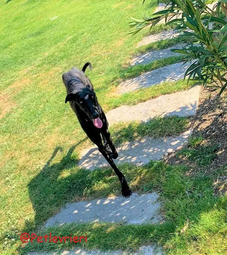 Pablo adozione levrieri galgo 57