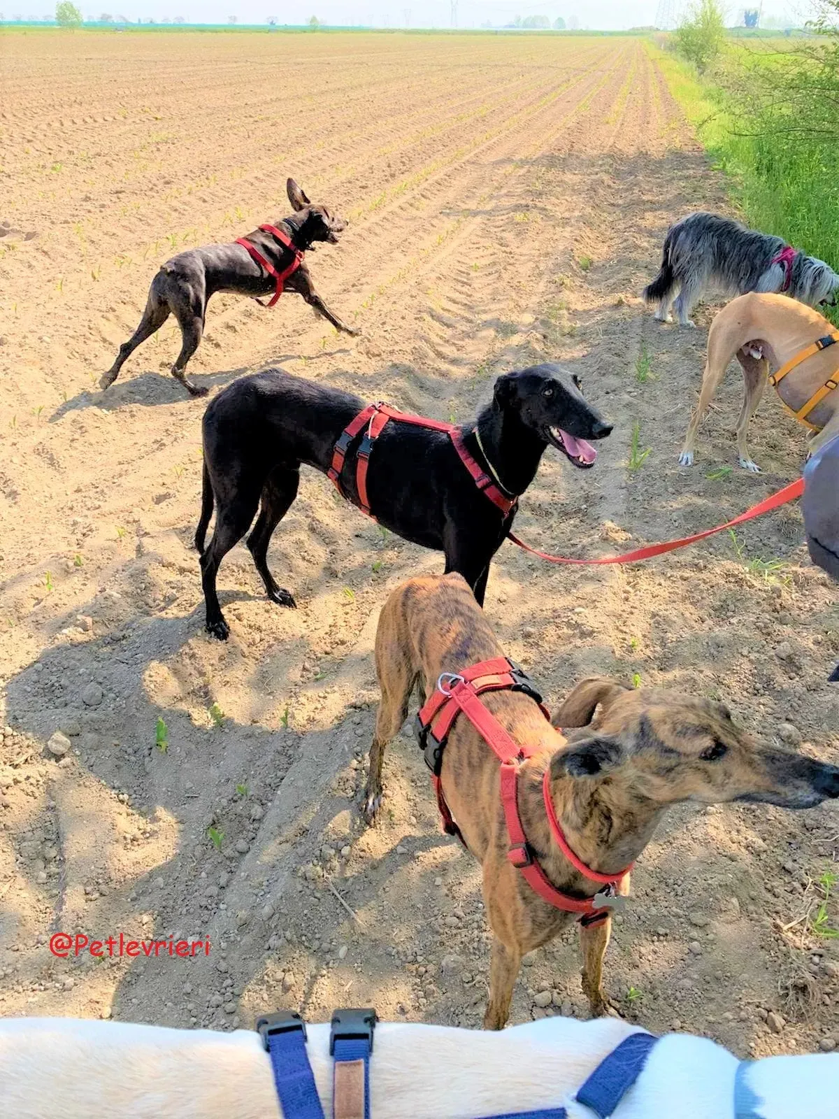 Pablo adozione levrieri galgo 58