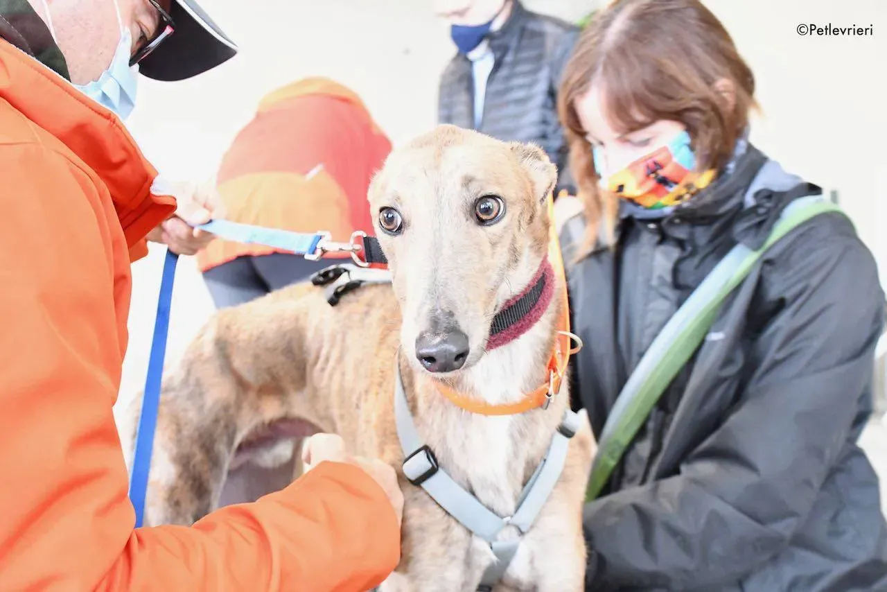 Paddy Greyhound adoption day foster 10