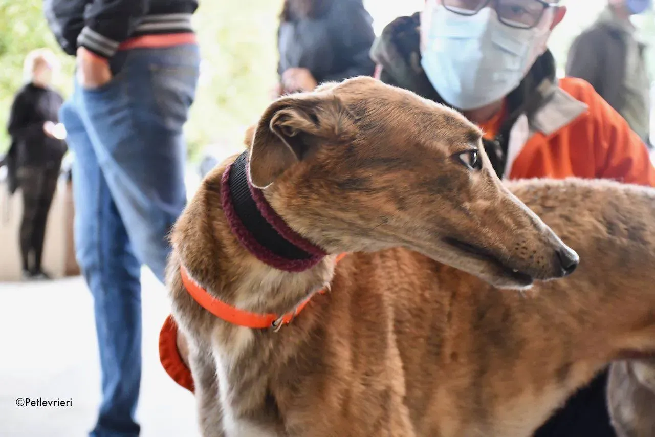 Paddy Greyhound adoption day foster 11