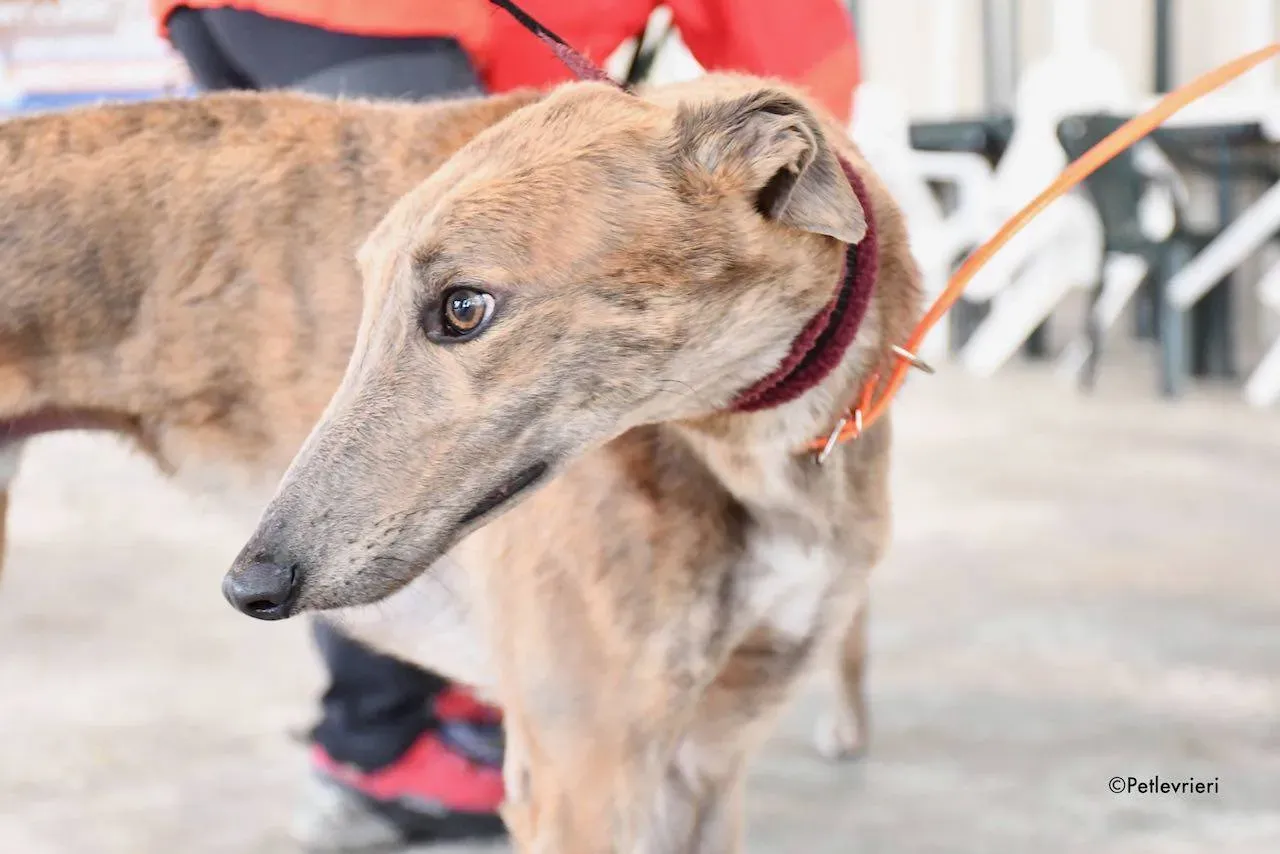 Paddy Greyhound adoption day foster 12