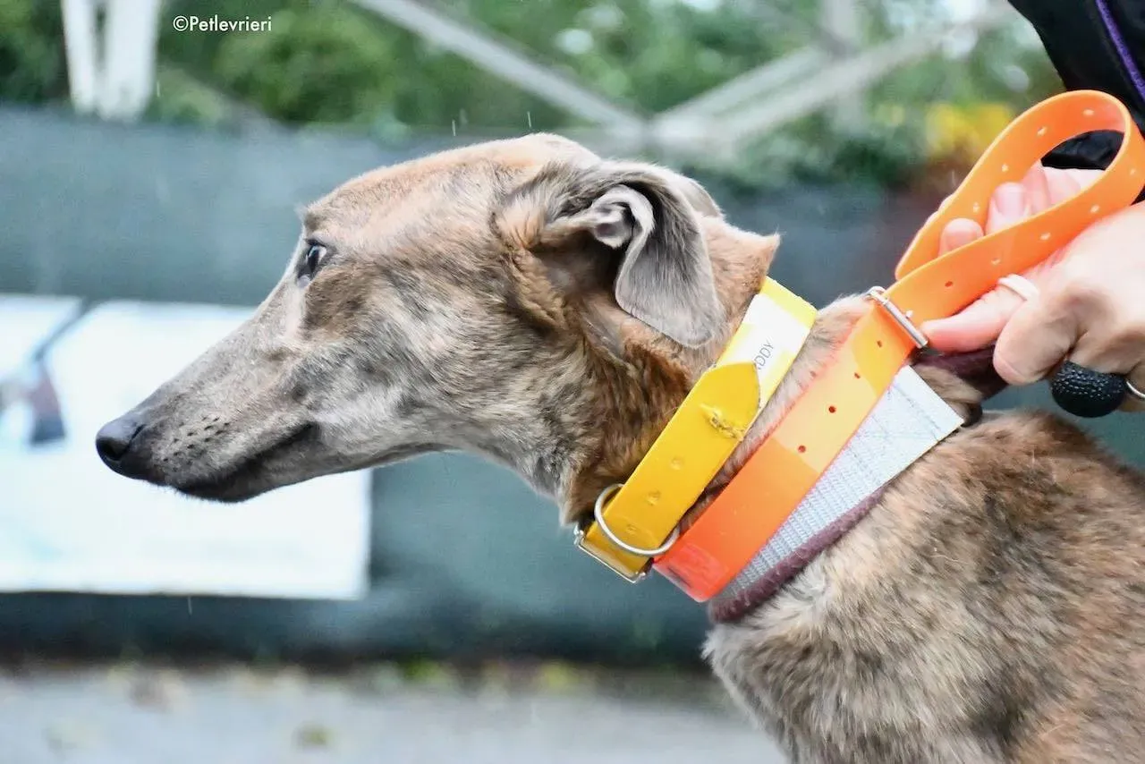 Paddy Greyhound adoption day foster 13