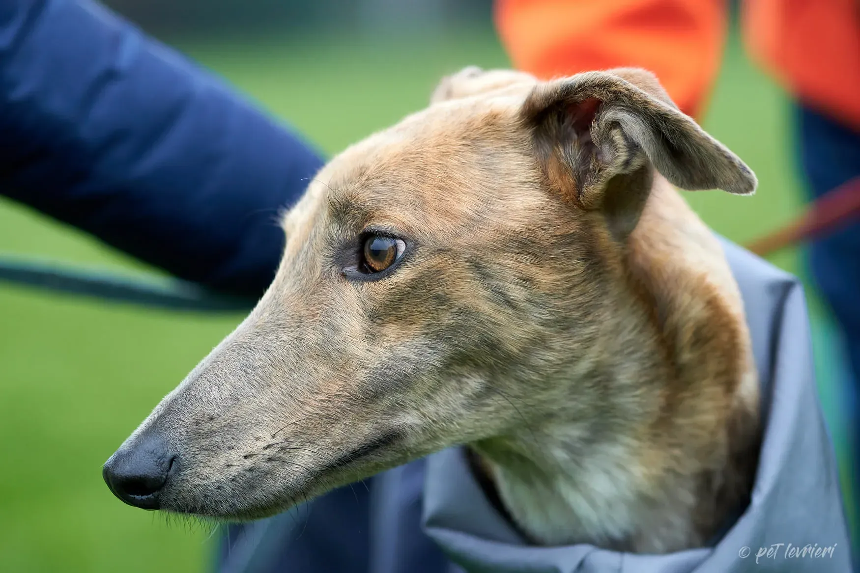 Paddy Greyhound adoption day foster 2