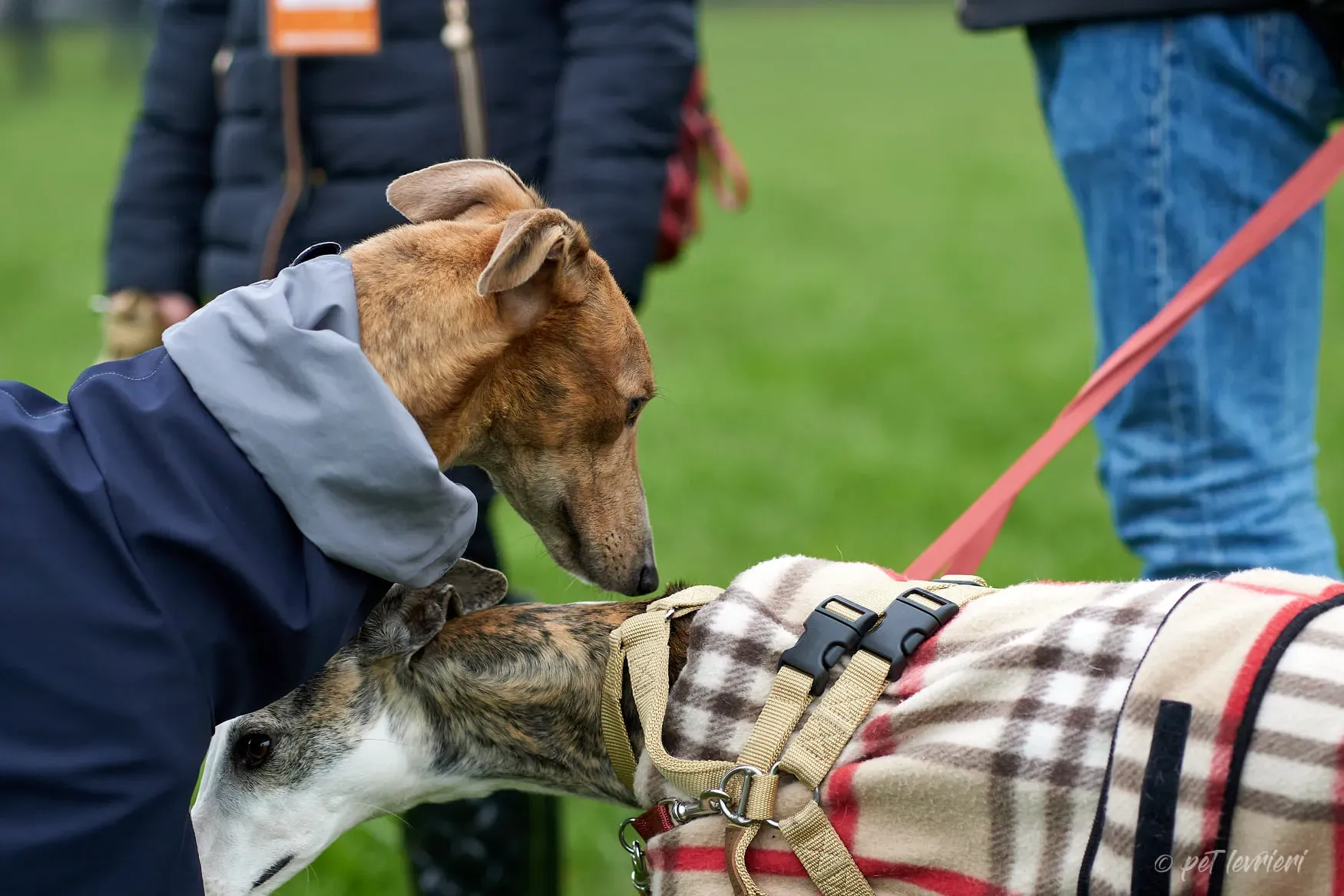 Paddy Greyhound adoption day foster 3