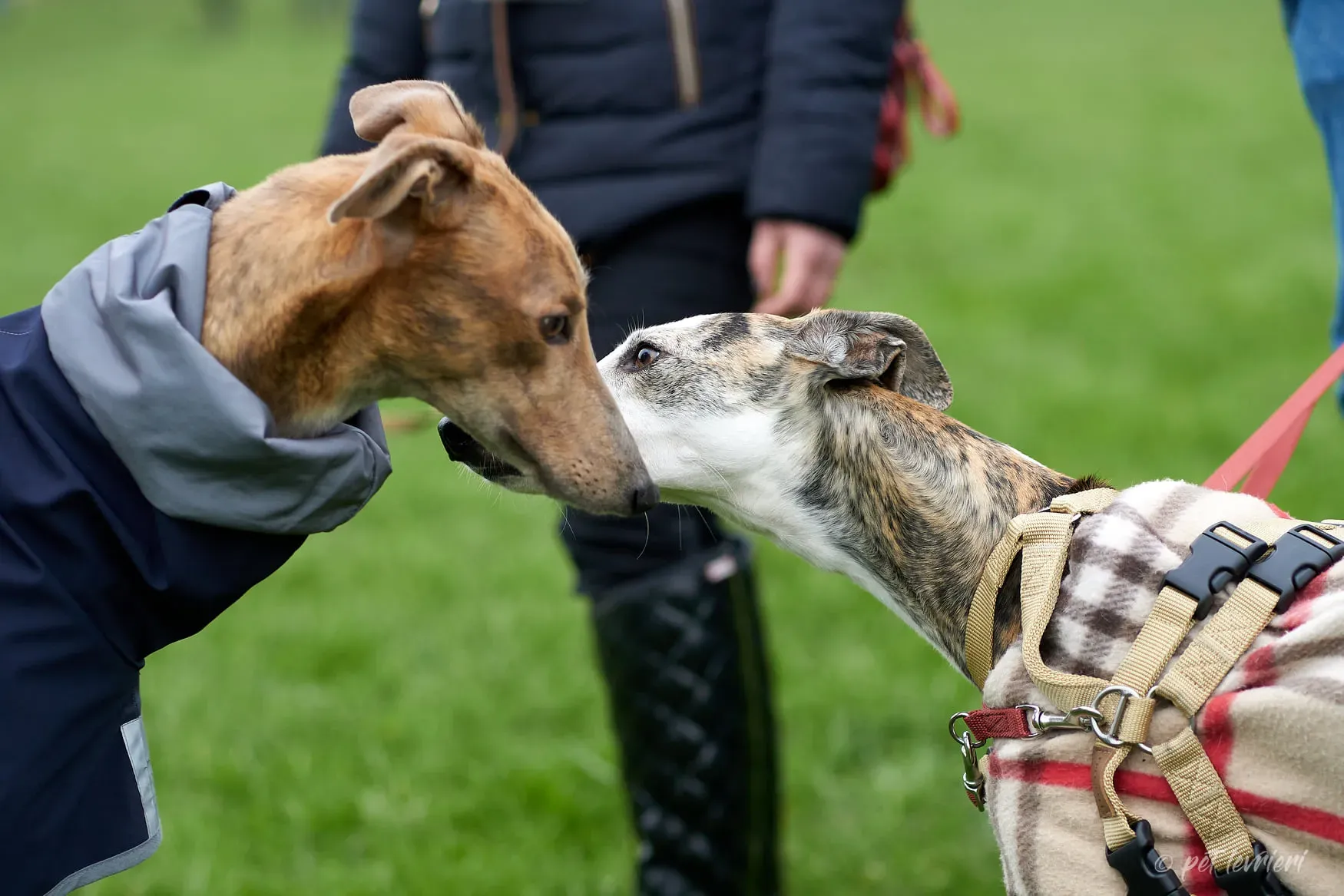 Paddy Greyhound adoption day foster 4