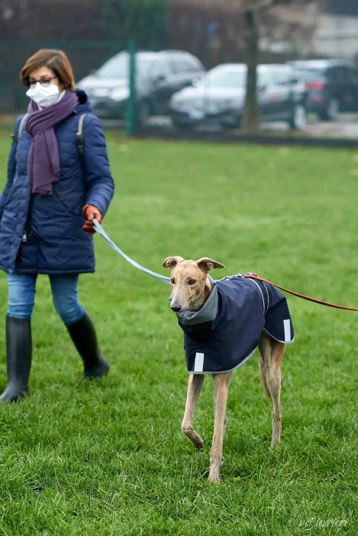 Paddy Greyhound adoption day foster 5