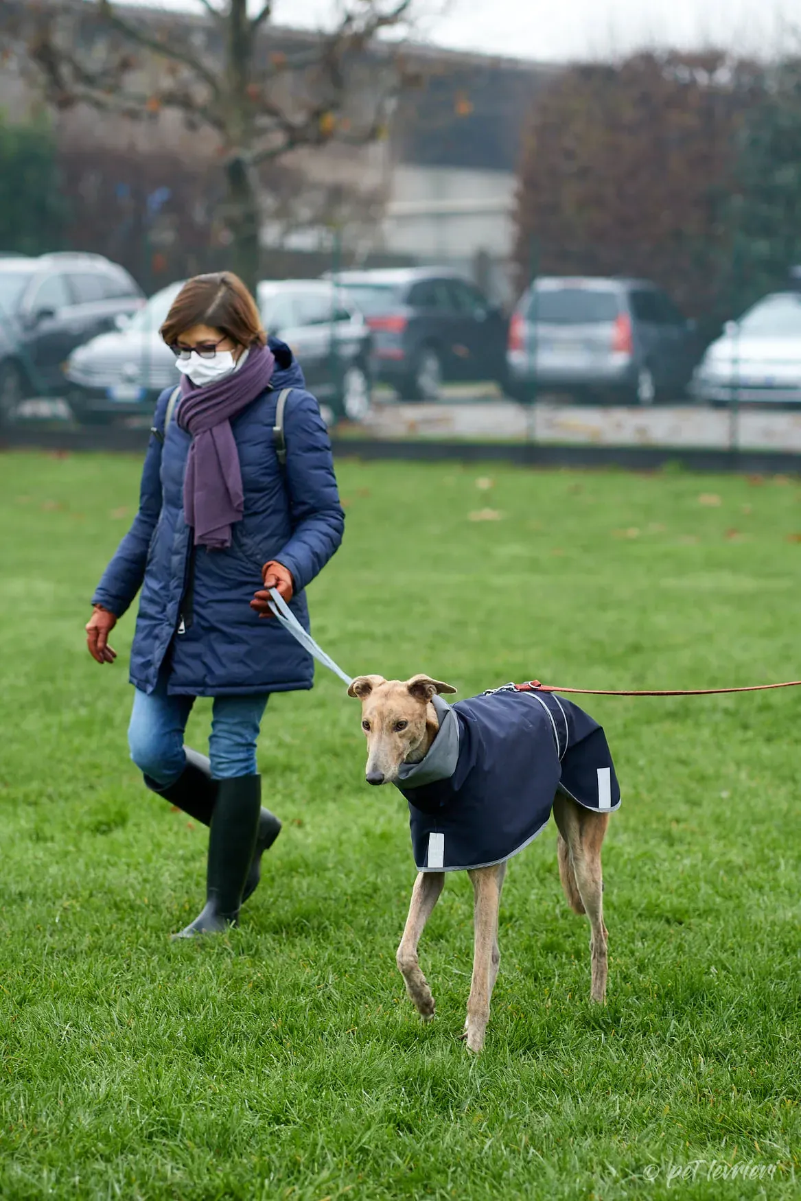 Paddy Greyhound adoption day foster 6