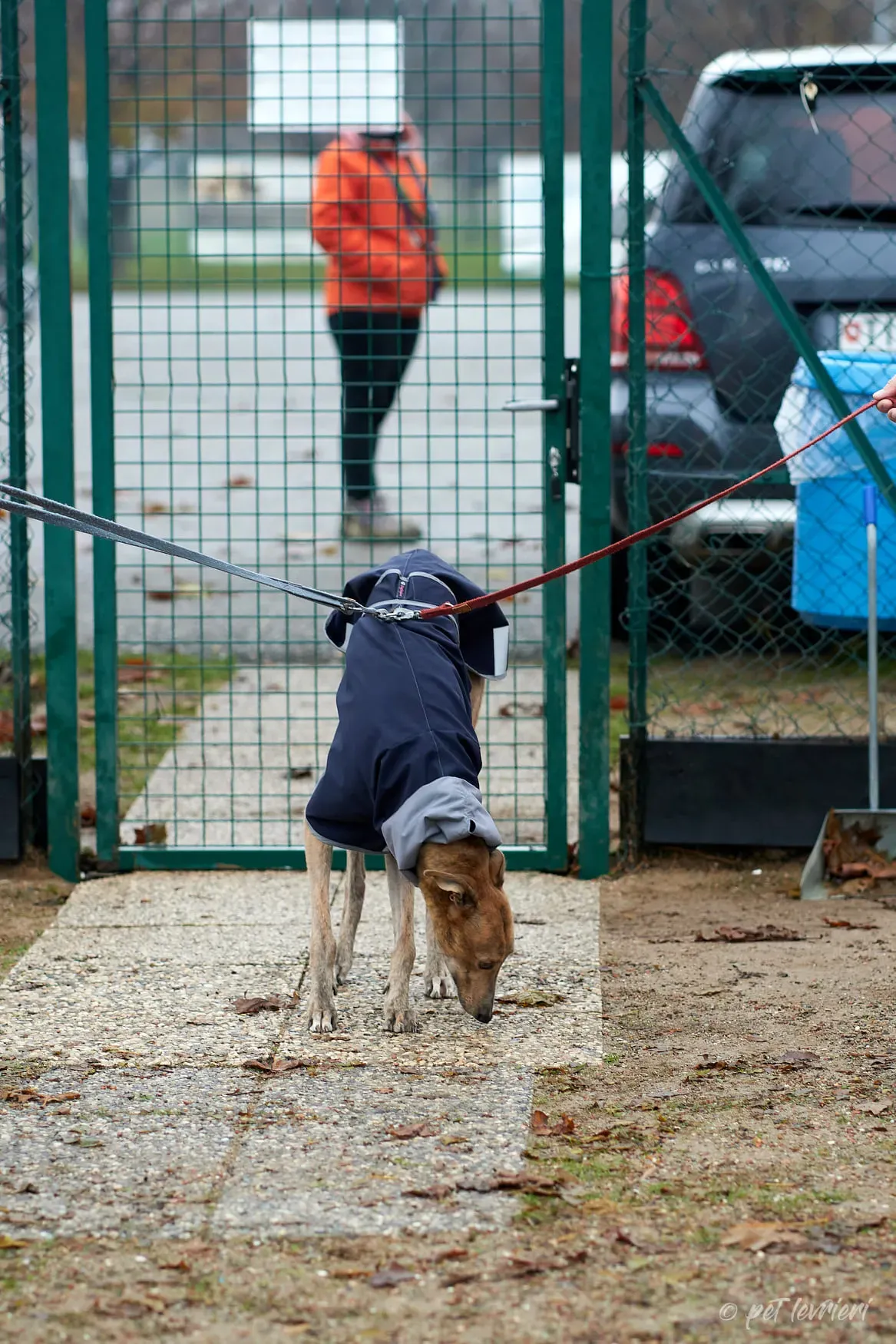 Paddy Greyhound adoption day foster 8