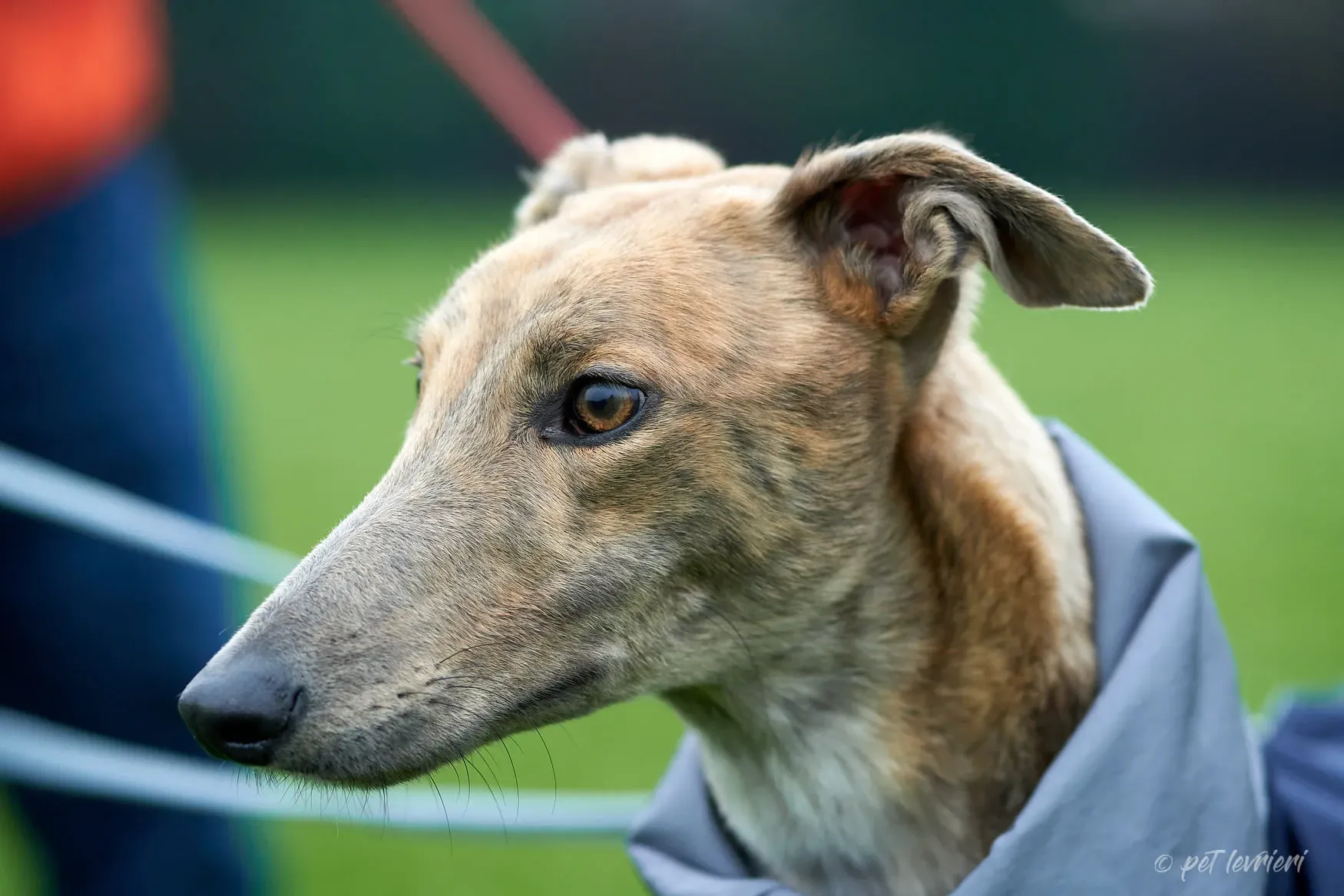 Paddy Greyhound adoption day foster 9