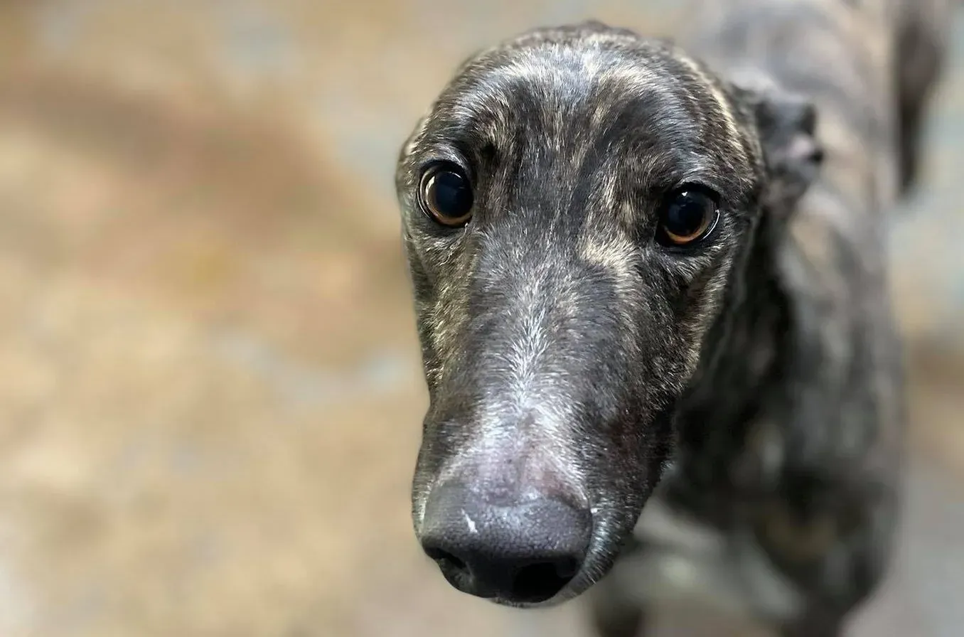 Paddy adozione levrieri greyhound 1 e1614758688209