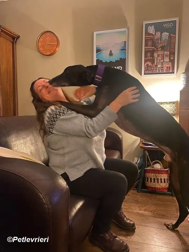 Paddy adozione levrieri greyhound 6