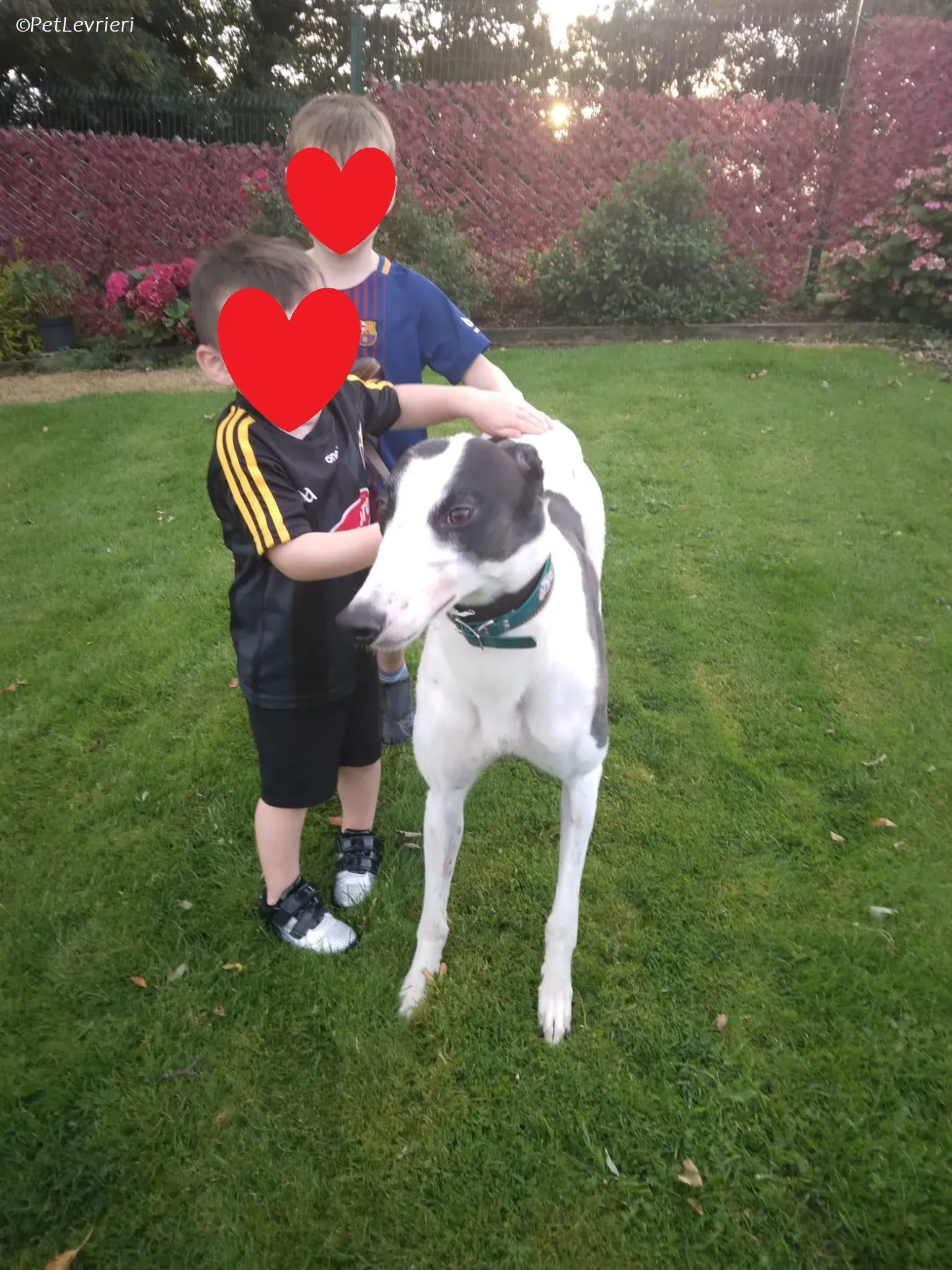 Paddy adozione levrieri greyhound 2