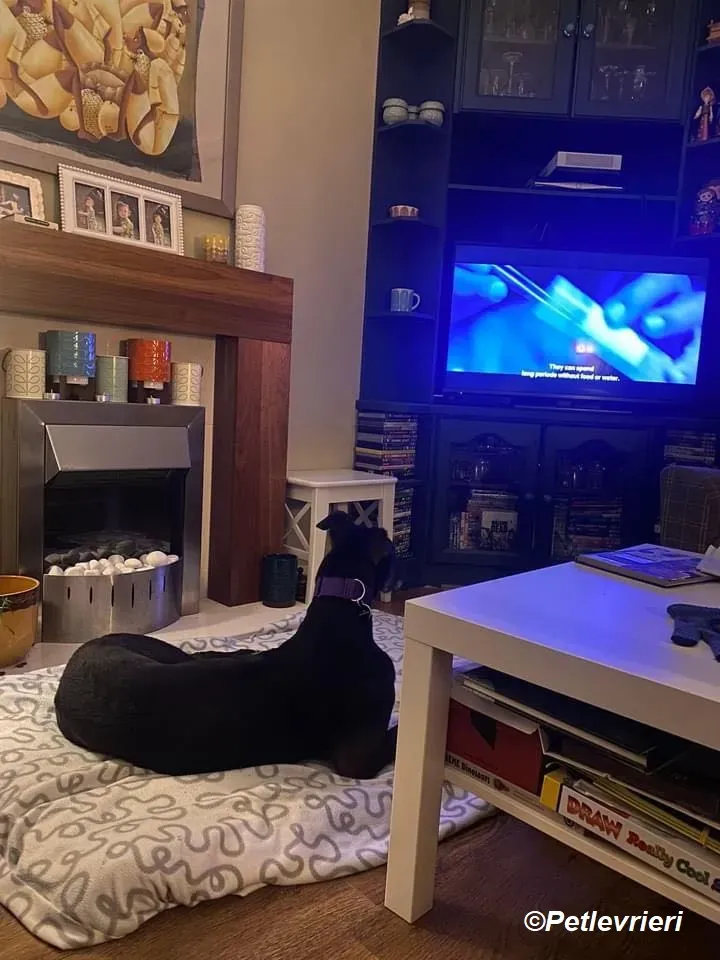 Paddy adozione levrieri greyhound 3