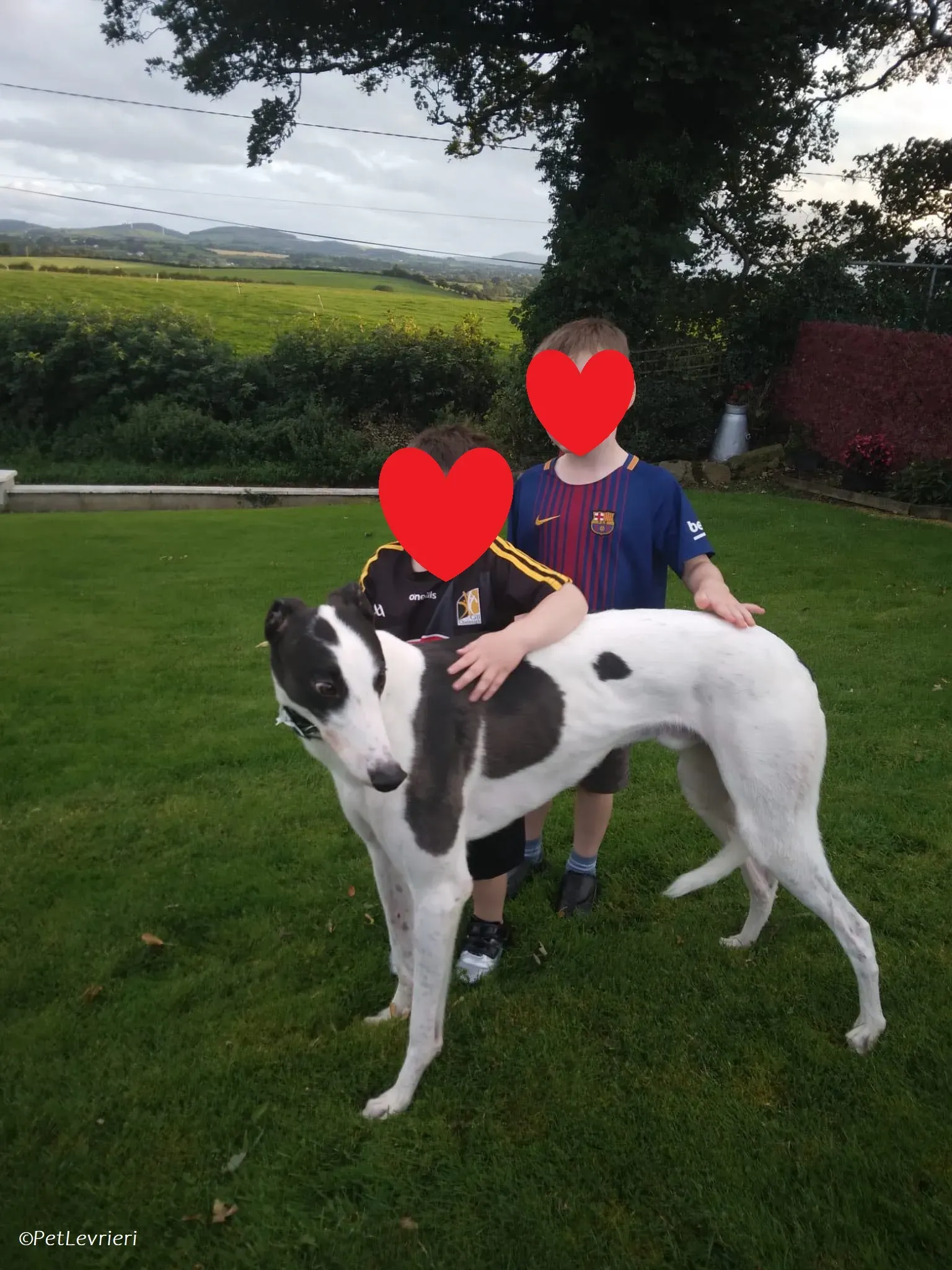 Paddy adozione levrieri greyhound 1