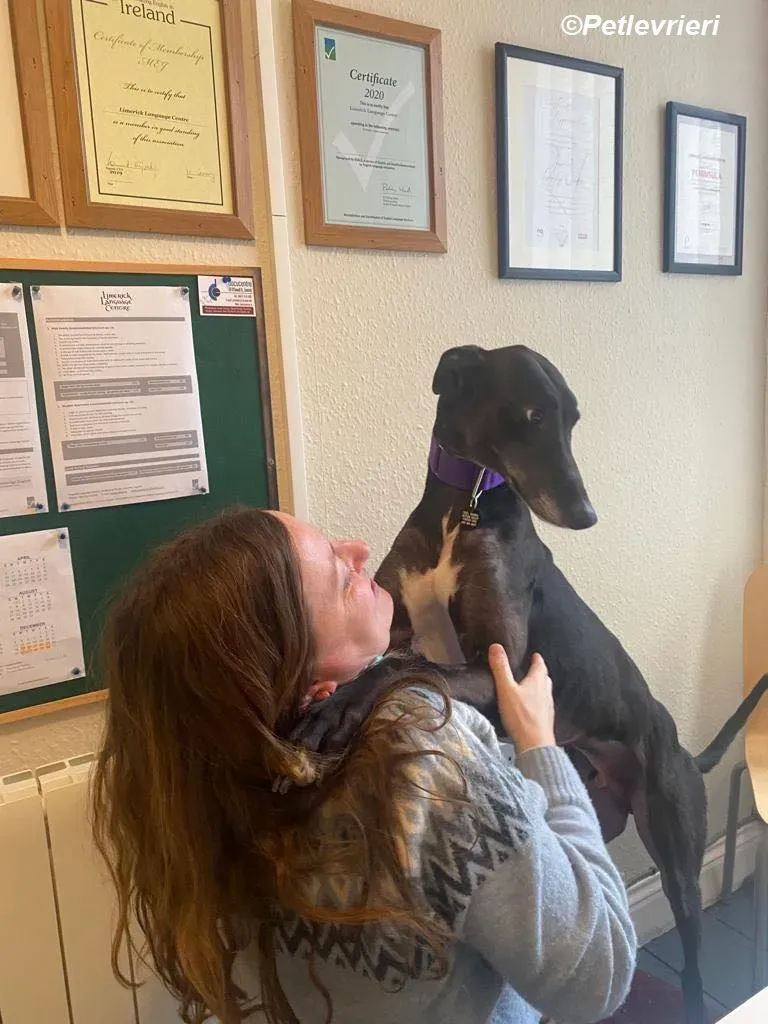 Paddy adozione levrieri greyhound 10