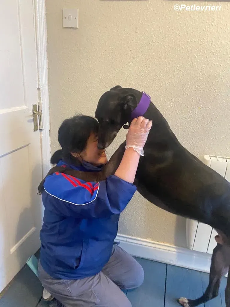 Paddy adozione levrieri greyhound 11