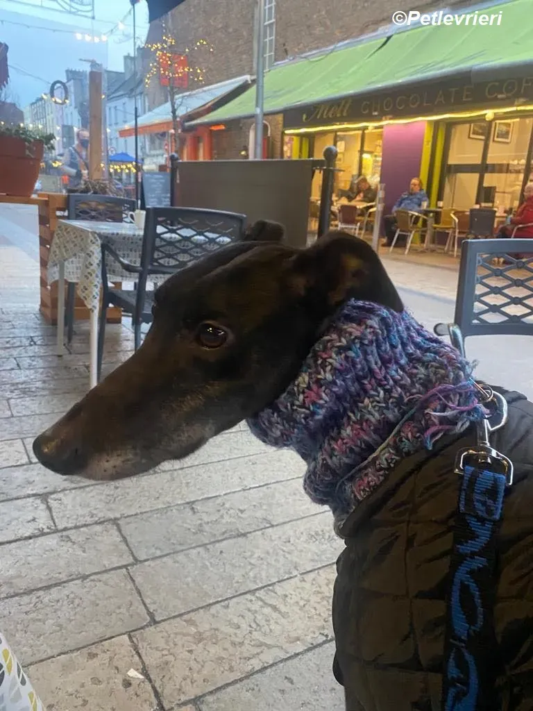 Paddy adozione levrieri greyhound 12