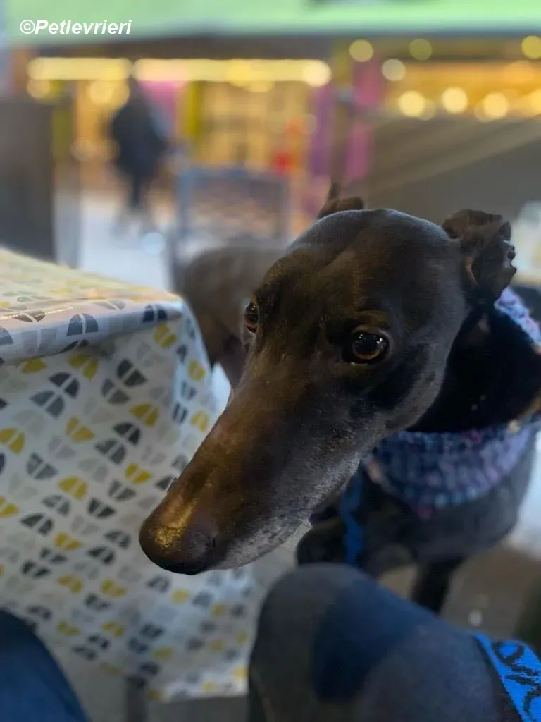 Paddy adozione levrieri greyhound 13