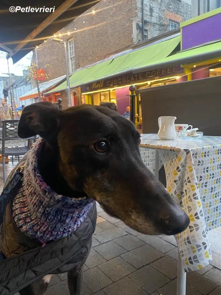 Paddy adozione levrieri greyhound 14