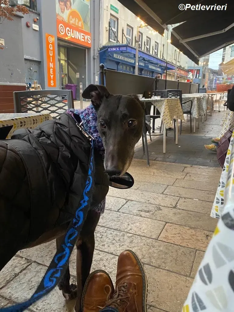 Paddy adozione levrieri greyhound 15