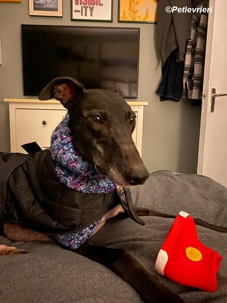 Paddy adozione levrieri greyhound 16