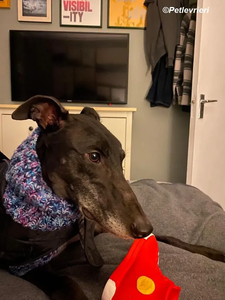 Paddy adozione levrieri greyhound 17