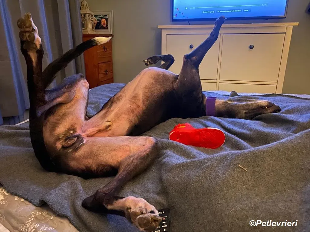 Paddy adozione levrieri greyhound 18