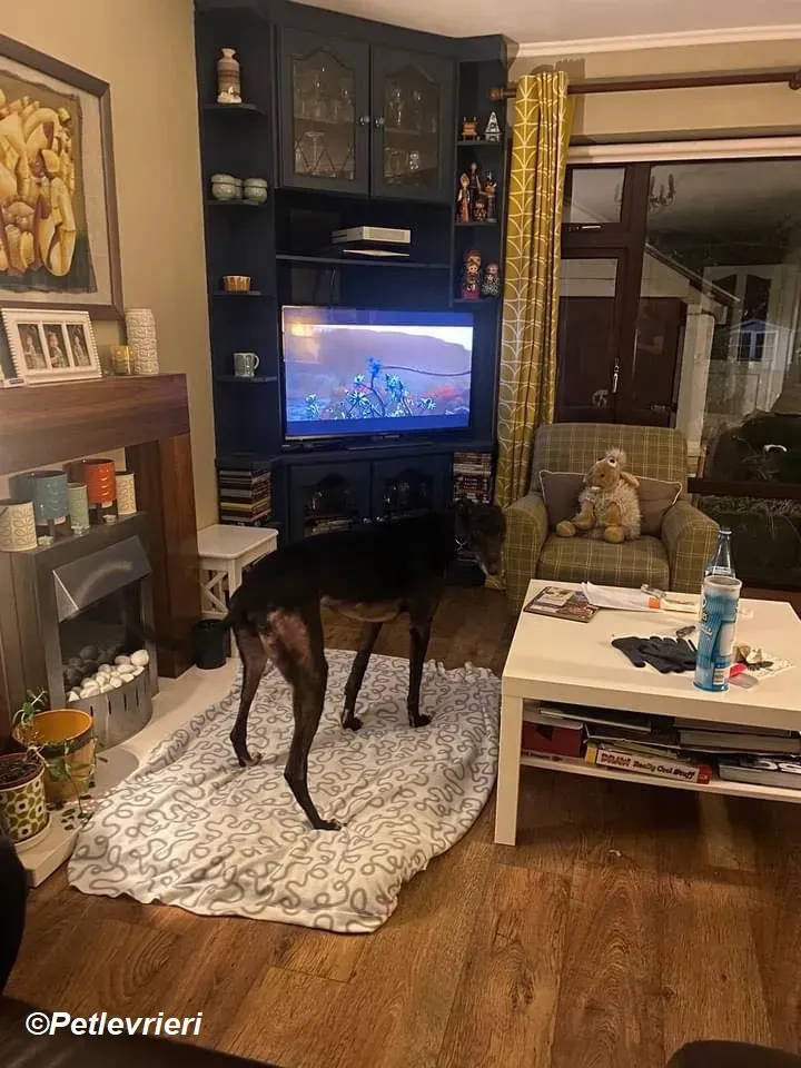 Paddy adozione levrieri greyhound 5