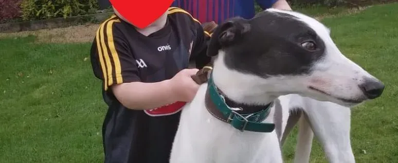 Paddy adozione levrieri greyhound 3 e1703746371253