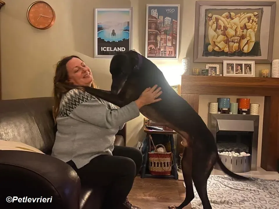 Paddy adozione levrieri greyhound 8