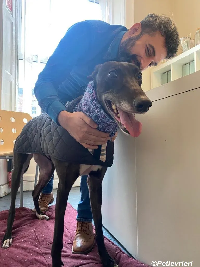 Paddy adozione levrieri greyhound 9