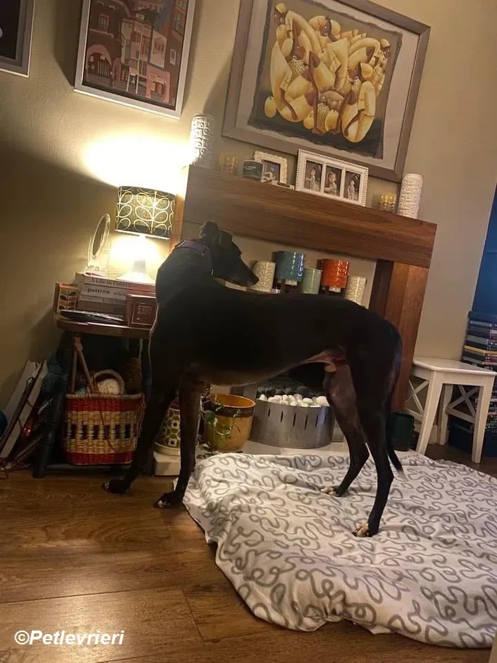 Paddy adozione levrieri greyhound 4