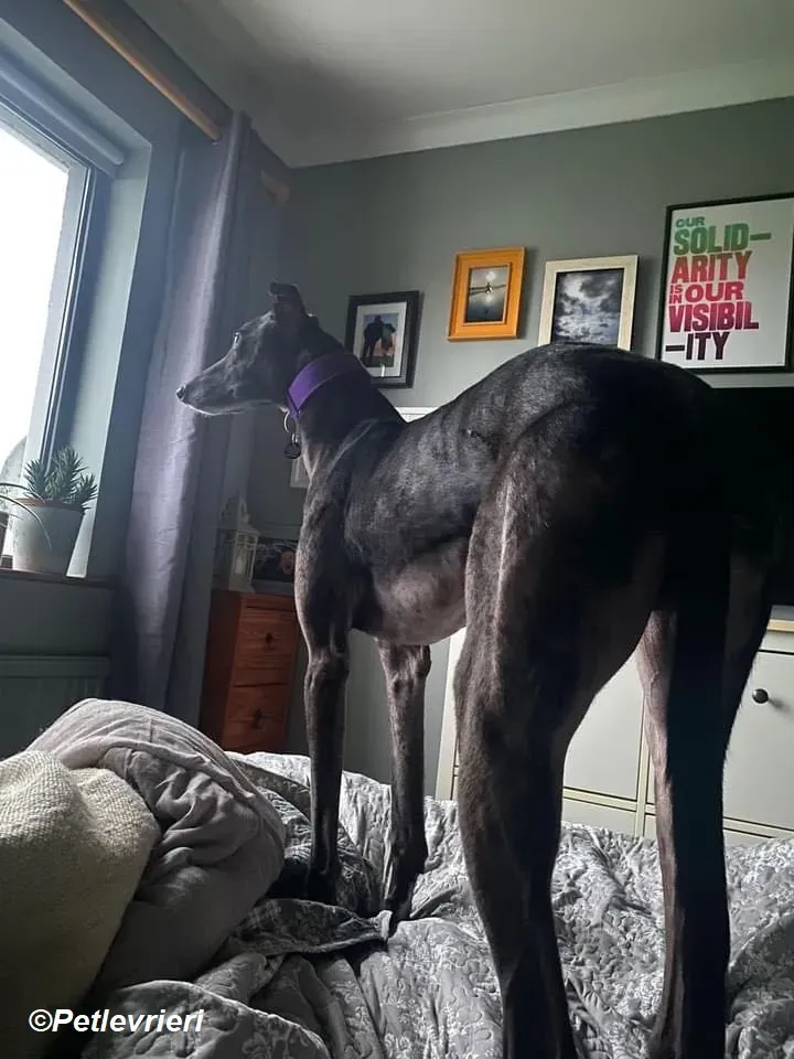 Paddy adozione levrieri greyhound 7