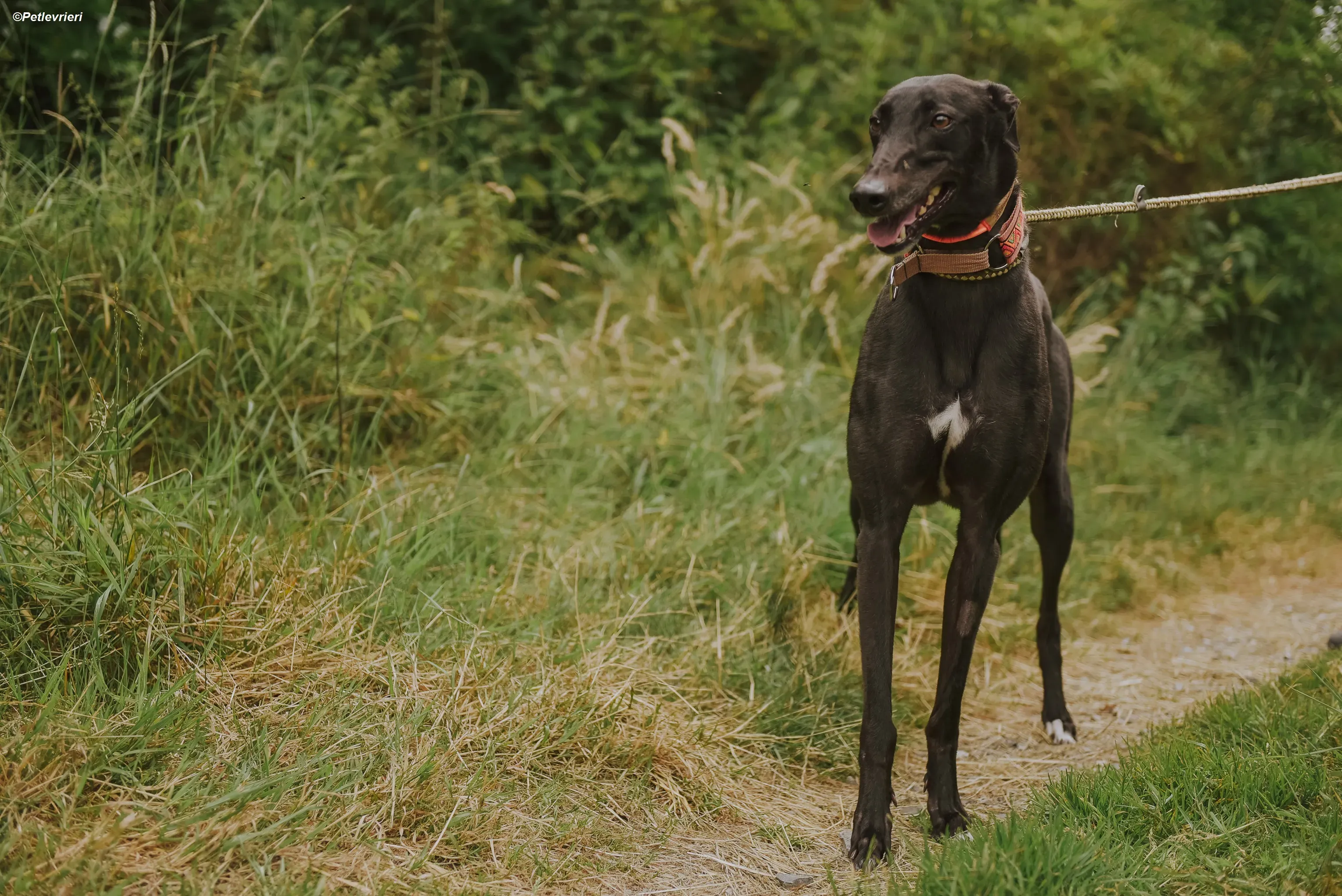 Padua adozione levrieri greyhound 1