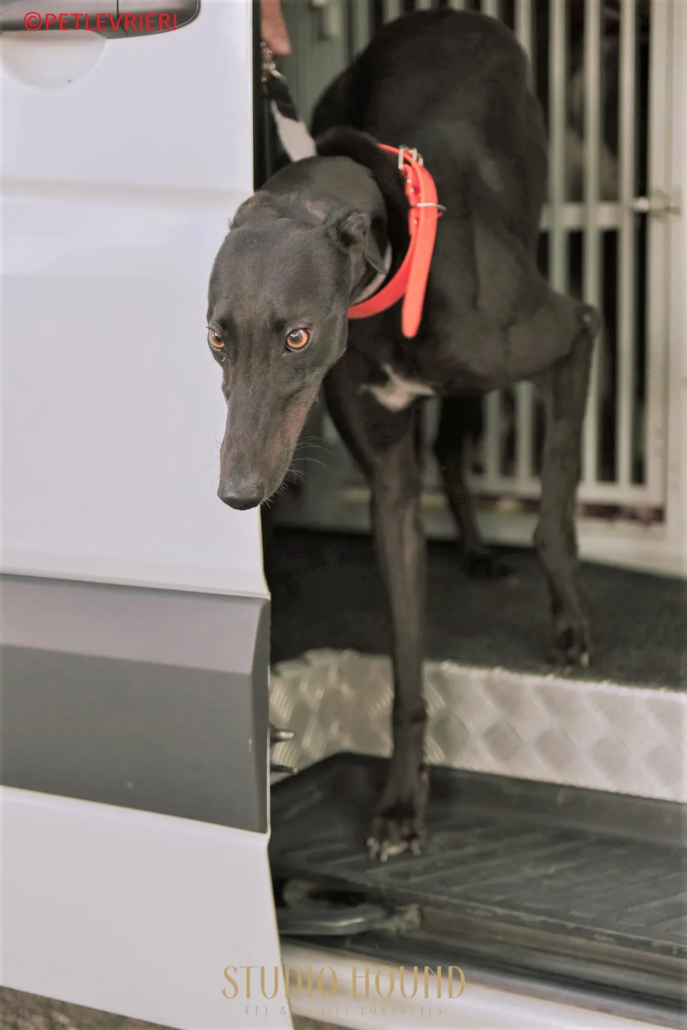 Padua adozione levrieri greyhound 10 2