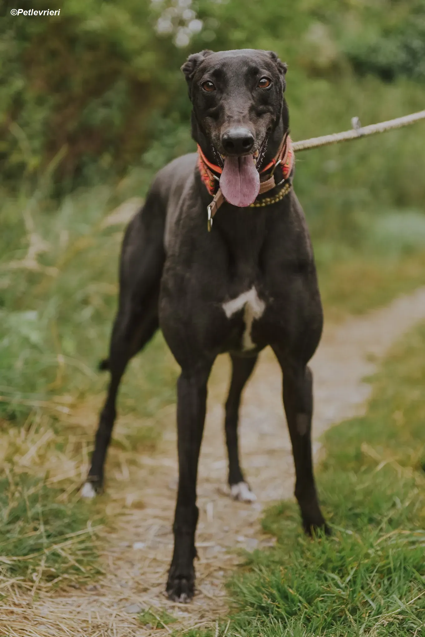 Padua adozione levrieri greyhound 10