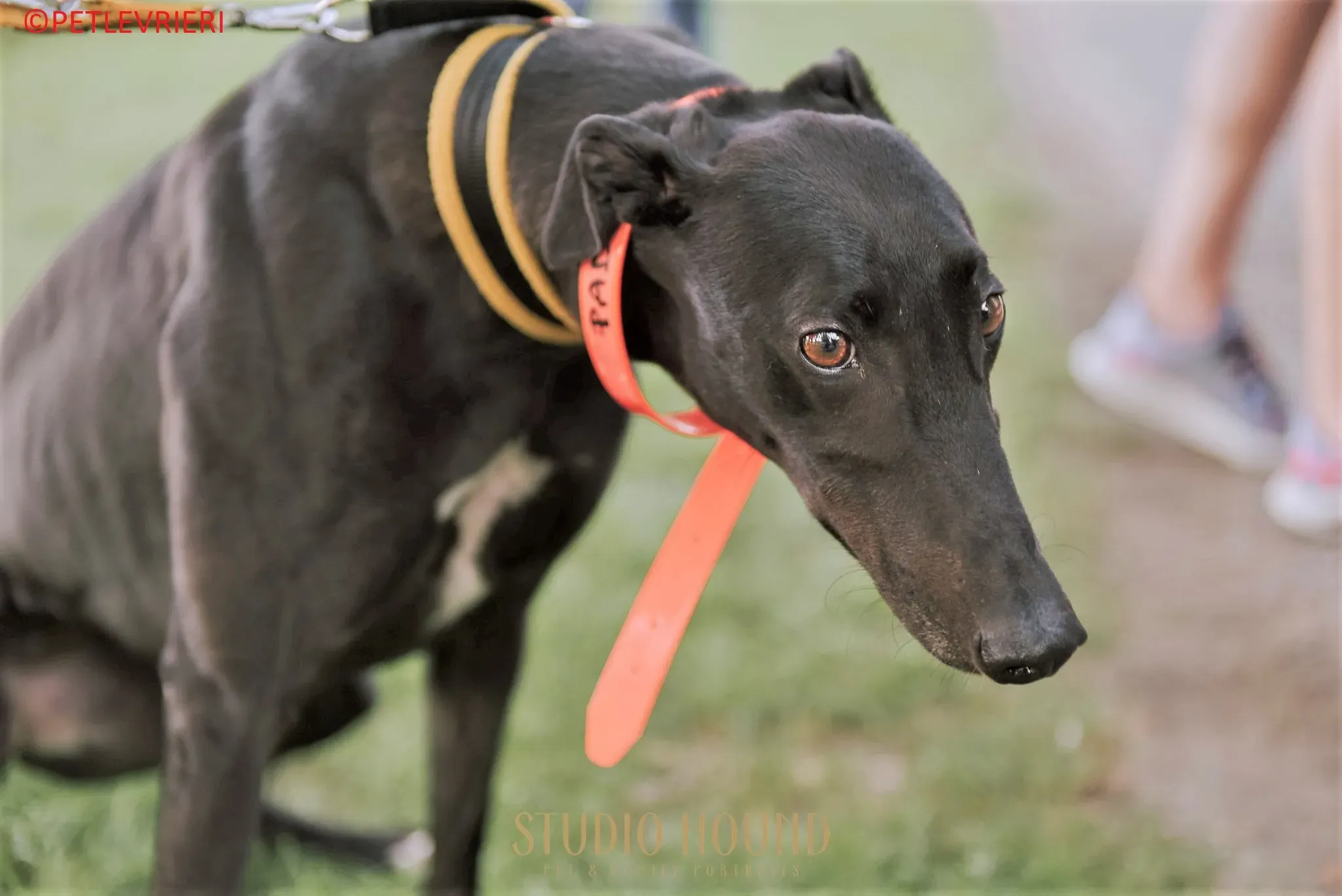 Padua adozione levrieri greyhound 11 2