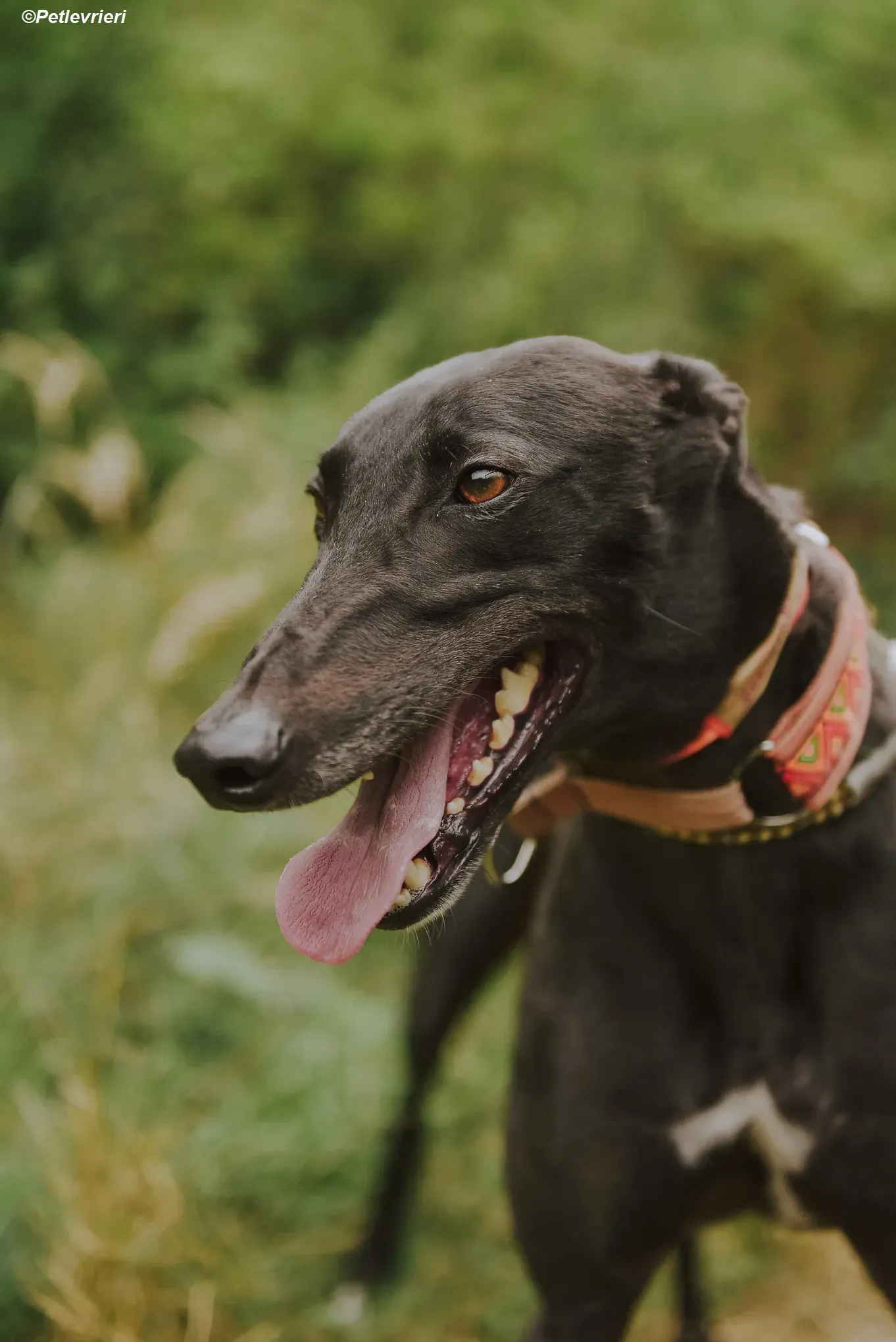 Padua adozione levrieri greyhound 11