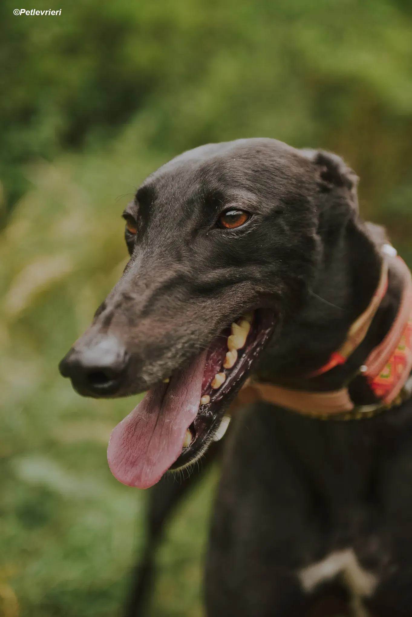 Padua adozione levrieri greyhound 12