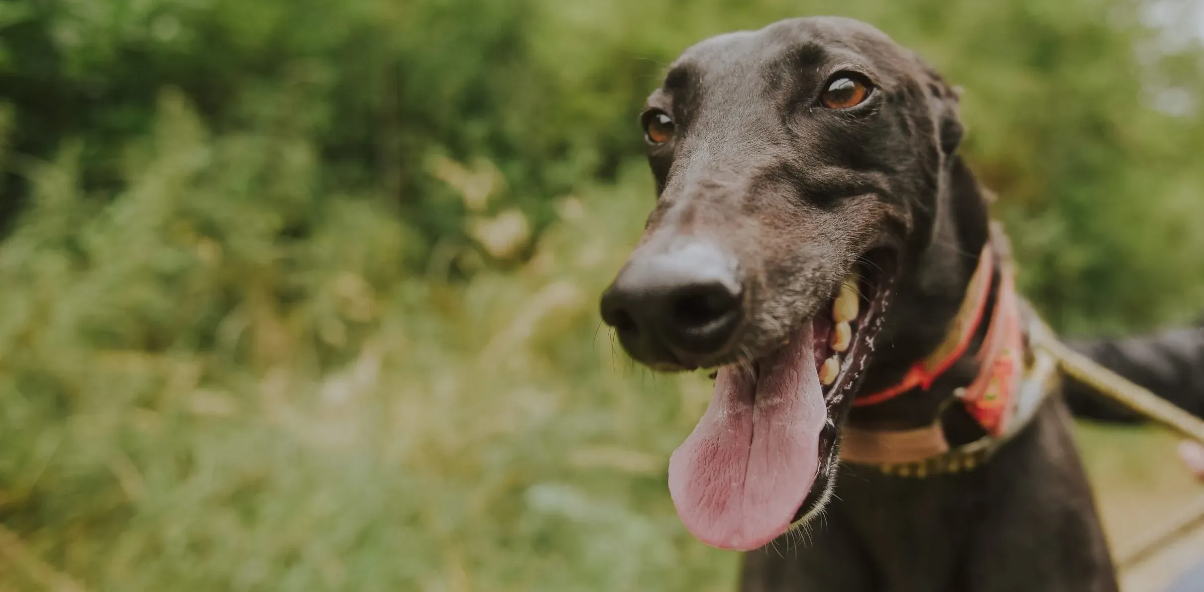 Padua adozione levrieri greyhound 13 scaled e1658926461405