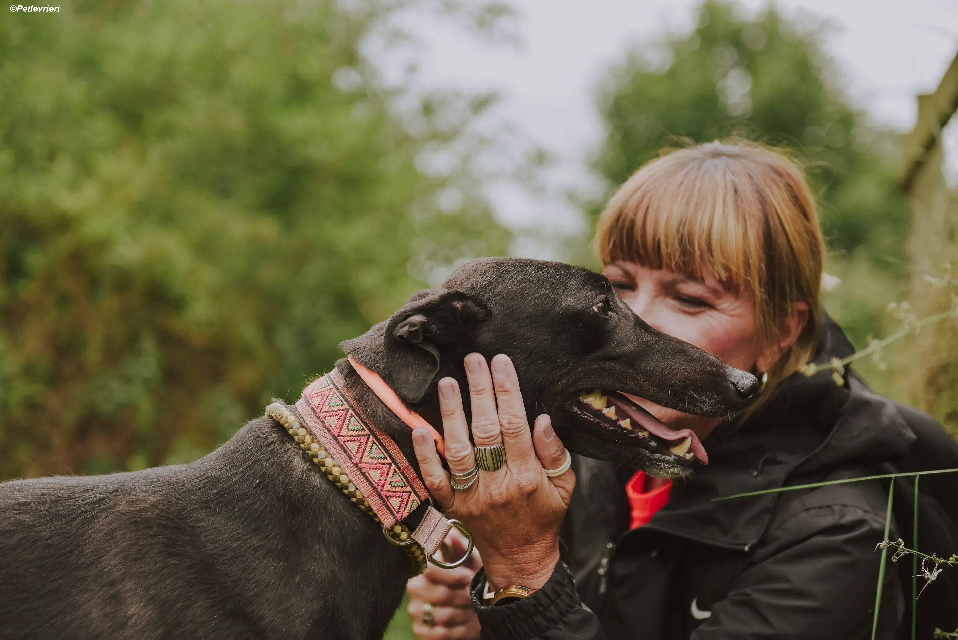 Padua adozione levrieri greyhound 14