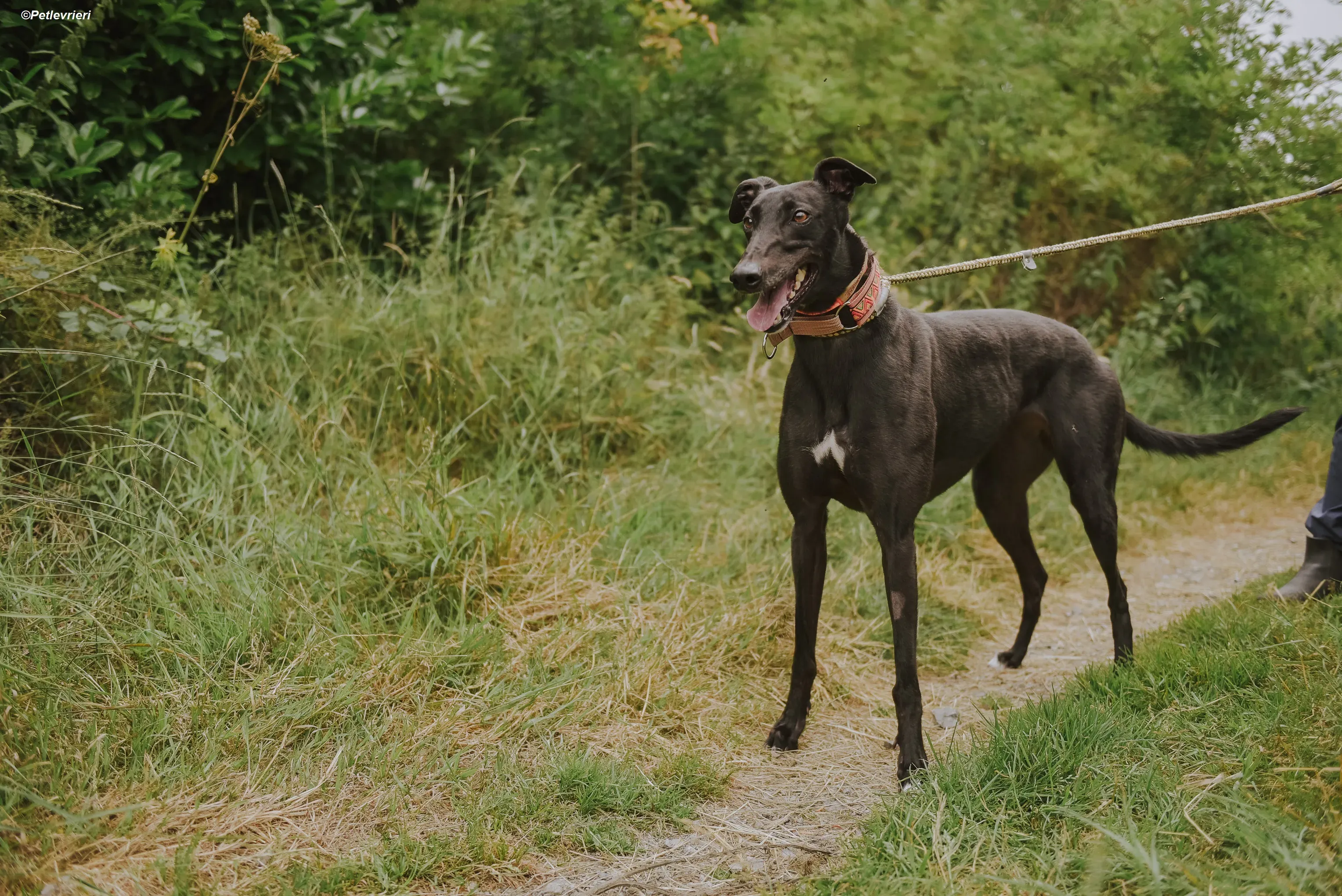 Padua adozione levrieri greyhound 2