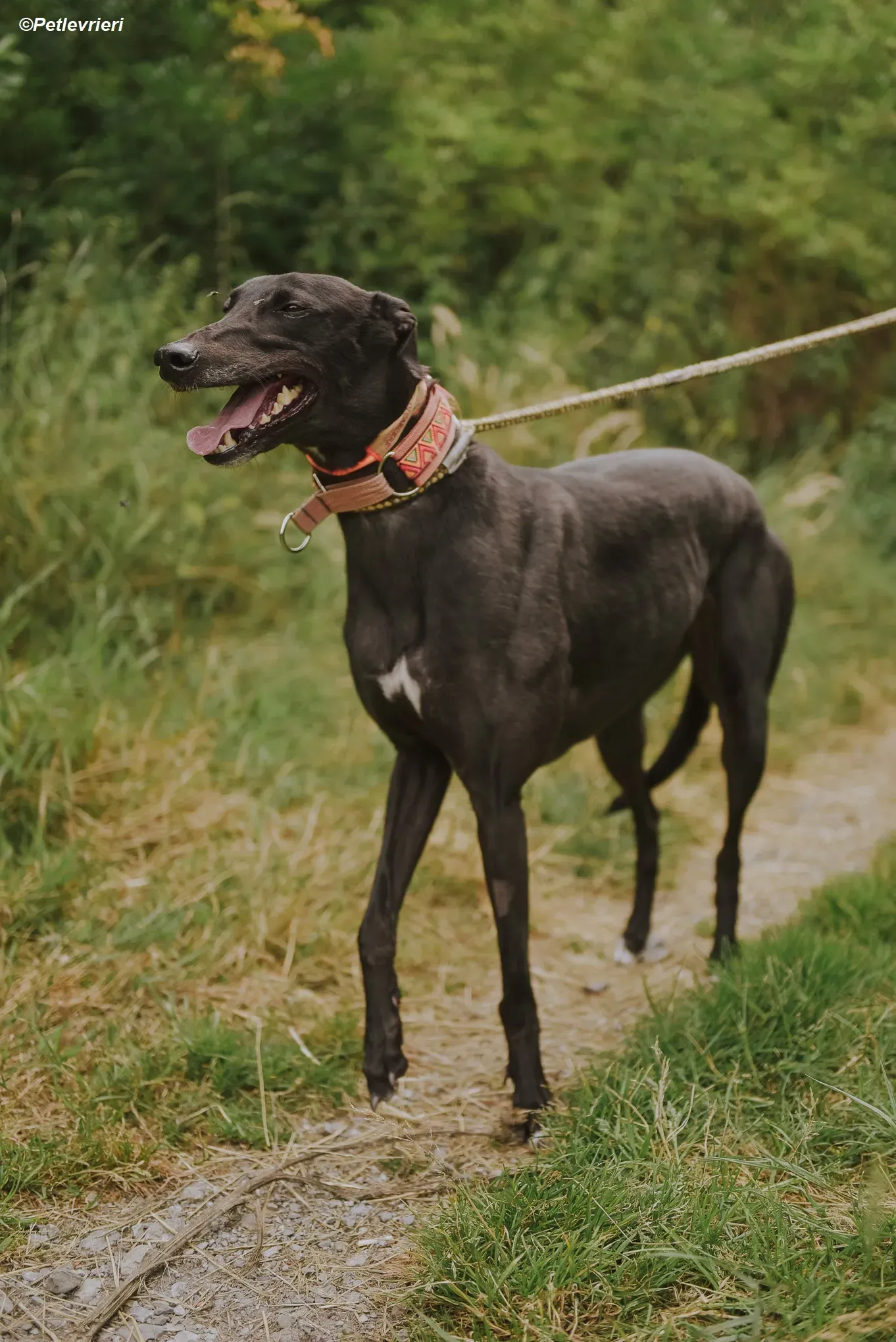 Padua adozione levrieri greyhound 3