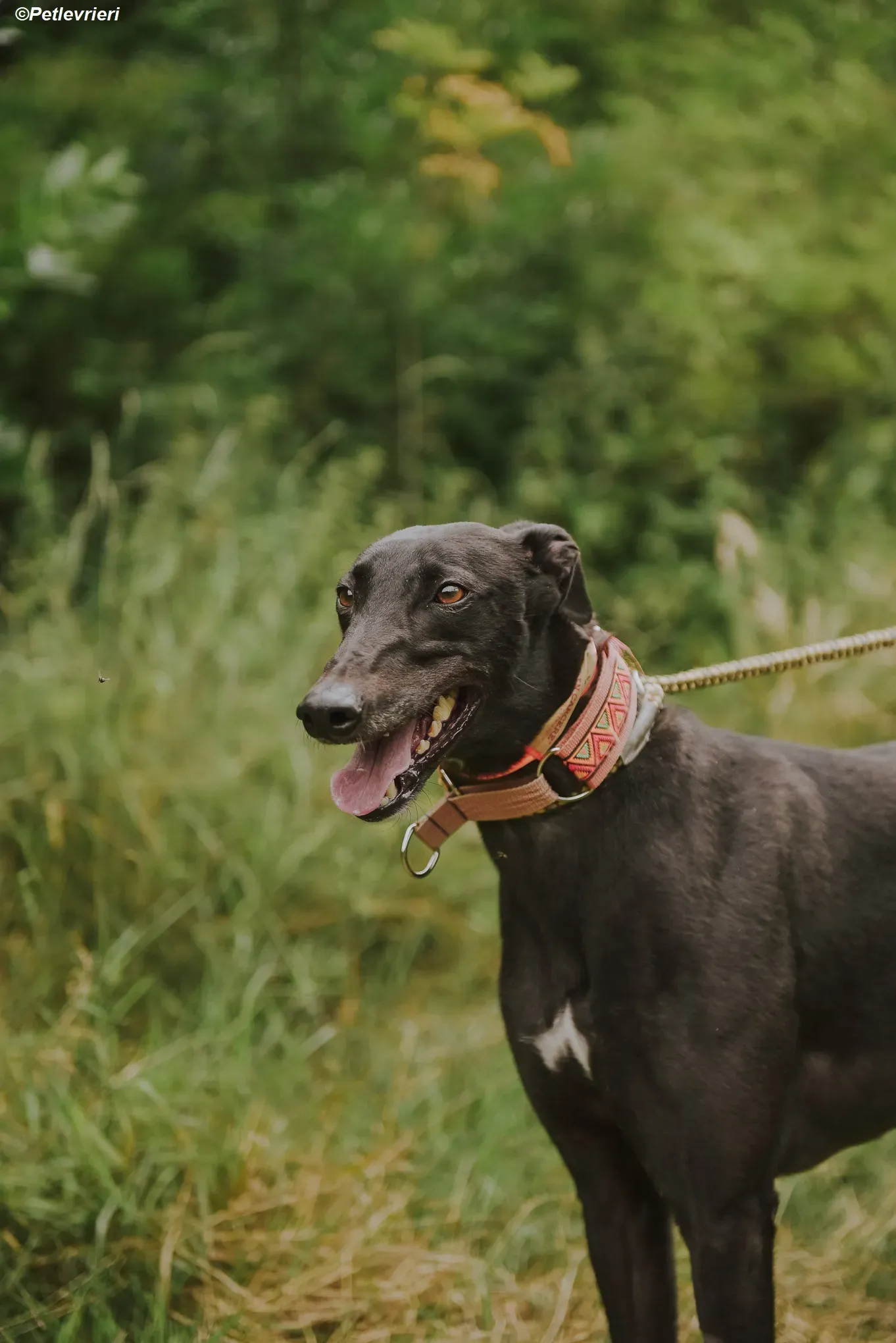 Padua adozione levrieri greyhound 4